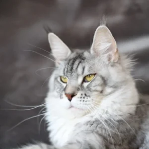 shoganaÏ demon of wild gold