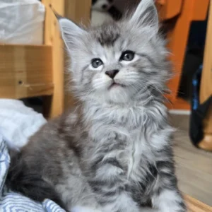 armani wild gold maine coon black silver blotched tabby