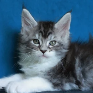 alium of wild gold maine coon black silver blotched tabby & white