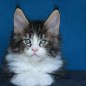 maine coon black silver blotched tabby & white