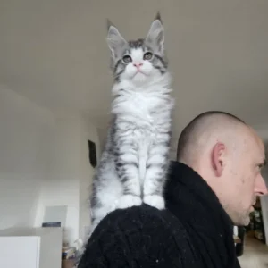 maine coon black silver blotched tabby mackerel tabby & white