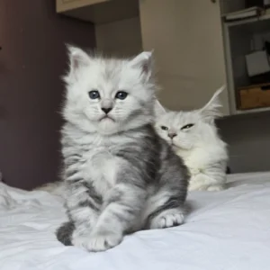 wilkie of the wild gold (thaliope litter ❤ ulight 2024)