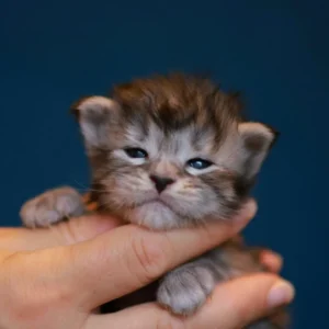 anoréa of wild gold maine coon black silver mackerel tabby