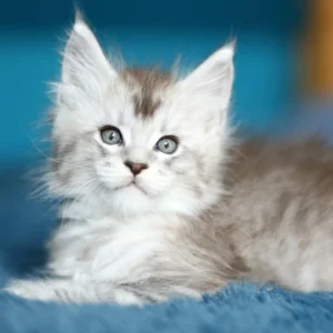 azure of wild gold maine coon black silver mackerel tabby