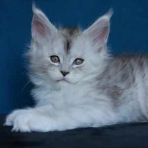 abylor of wild gold maine coon black silver mackerel tabby & white