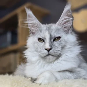 maine coon black silver mackerel tabby & white