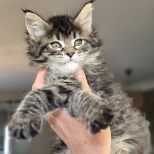 ysadora of wild gold maine coon black silver mackerel tabby & white