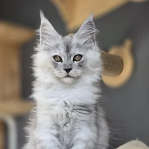 maine coon black silver mackerel tabby