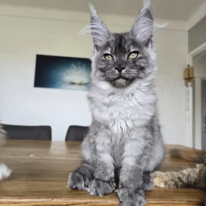 maine coon black smoke