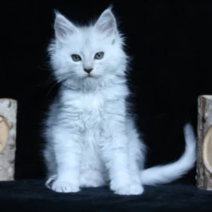 zephyr of wild gold maine coon black silver mackerel tabby