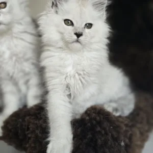 althesse of wild gold maine coon black smoke