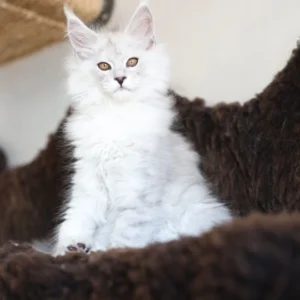 awaï of wild gold maine coon black silver shaded