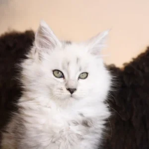 xerian of wild gold maine coon black silver shaded