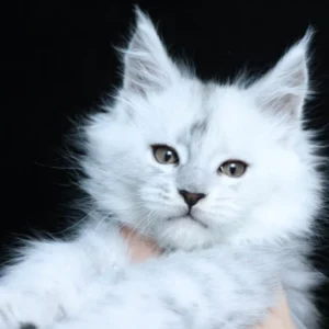 xerus of wild gold (thaliope litter ❤ ulight 2024) maine coon black silver shaded
