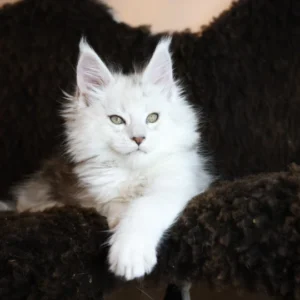 zorion of wild gold (thaliope litter ❤ ulight 2024) maine coon black silver shaded