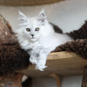 athena of wild gold maine coon black smoke