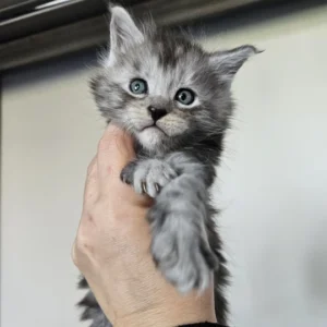 maine coon black smoke & white