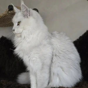 zelda of the wild gold