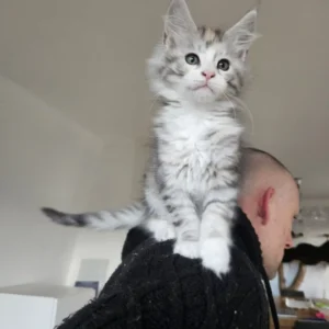 maine coon black tortie silver mackerel tabby & white