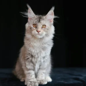 maine coon polydactyl black tortie silver blotched tabby