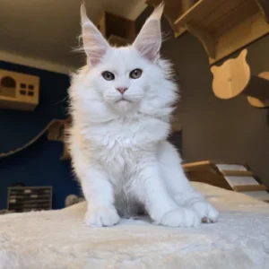 xerus of wild gold maine coon red silver shaded