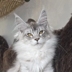 arthur of wild gold maine coon silver mackerel tabby