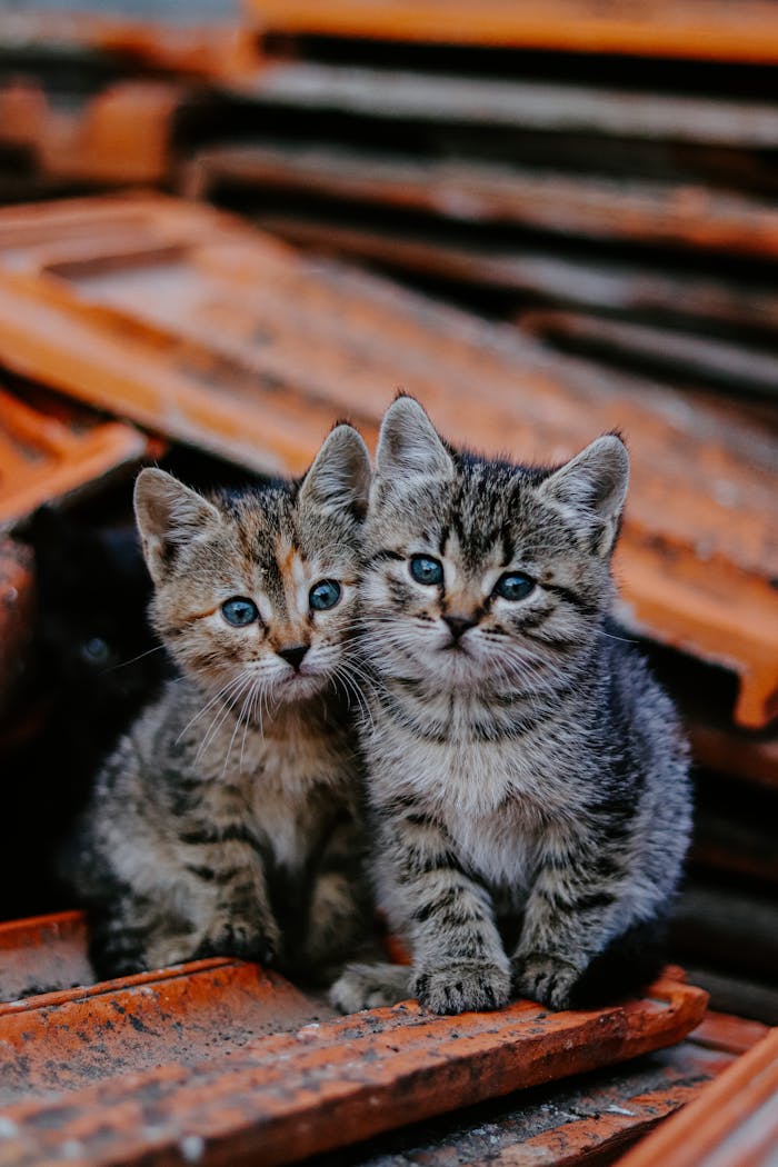 Two adorable tabby kittens sitting on stacked roof tiles outdoors.