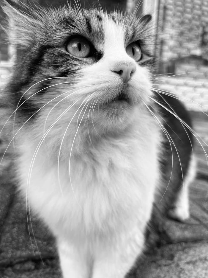 Close-up black and white photo of a fluffy cat with striking whiskers against a blurred background.