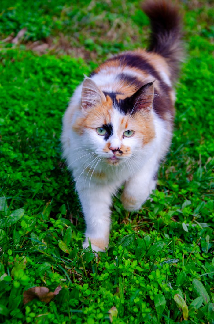 Free stock photo of adorablecat, animal, blackcat