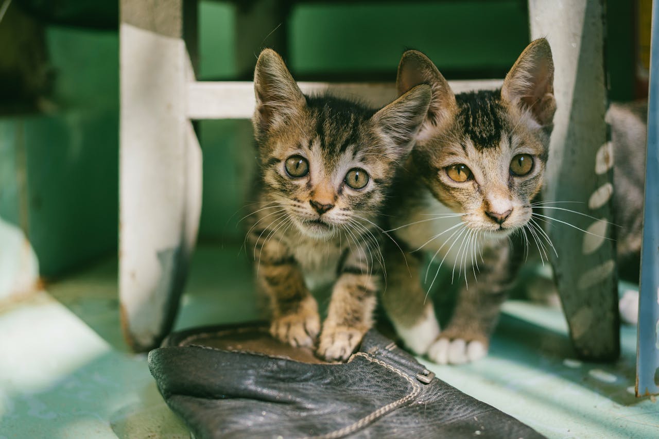 Two adorable tabby kittens curiously look out from under a chair indoors.