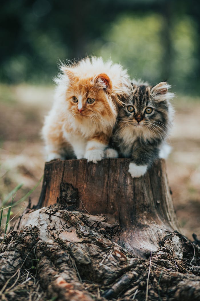 Adorable kittens exploring outdoors, sitting on a tree stump in a lush forest setting.